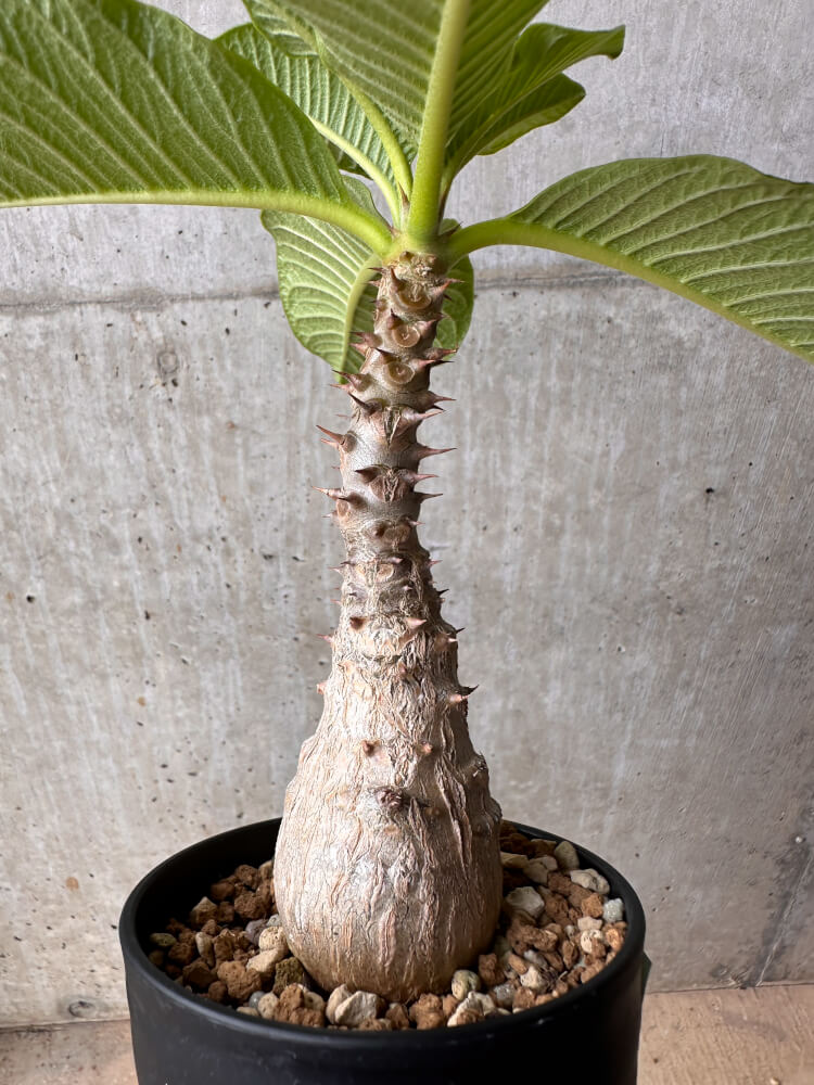【現品限り】パキポディウム・ウィンゾリー 大株 実生【B73】 Pachypodium windsorii
