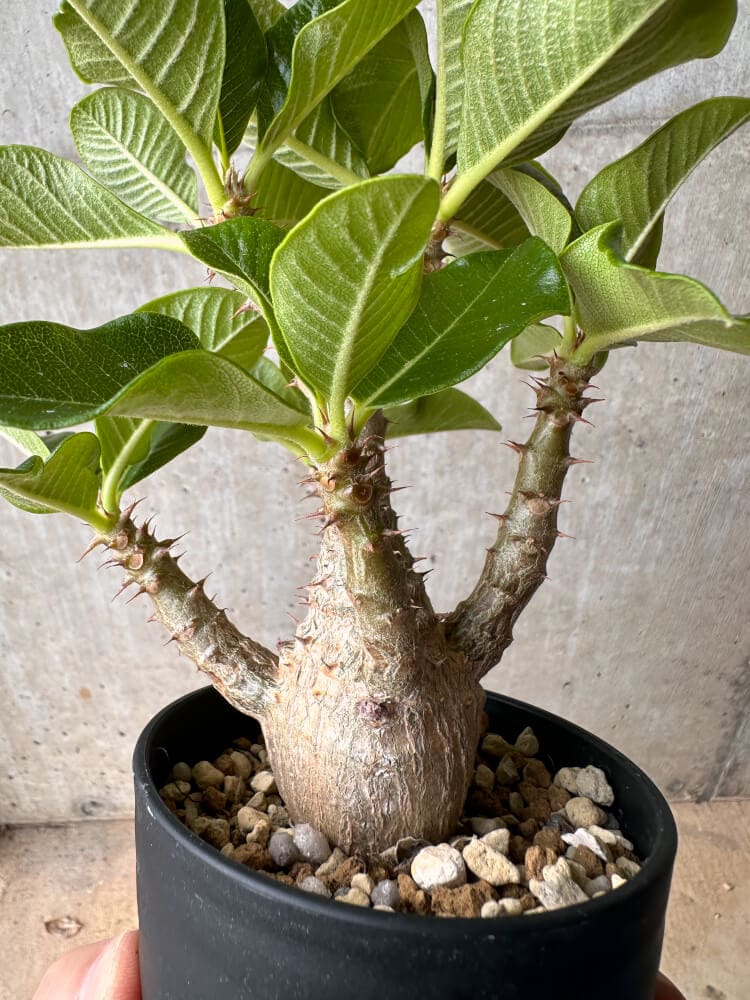 【現品限り】パキポディウム・ウィンゾリー 大株 実生【B75】 Pachypodium gracilius