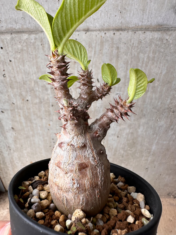 【現品限り】パキポディウム・ウィンゾリー 大株 実生【B76】 Pachypodium gracilius