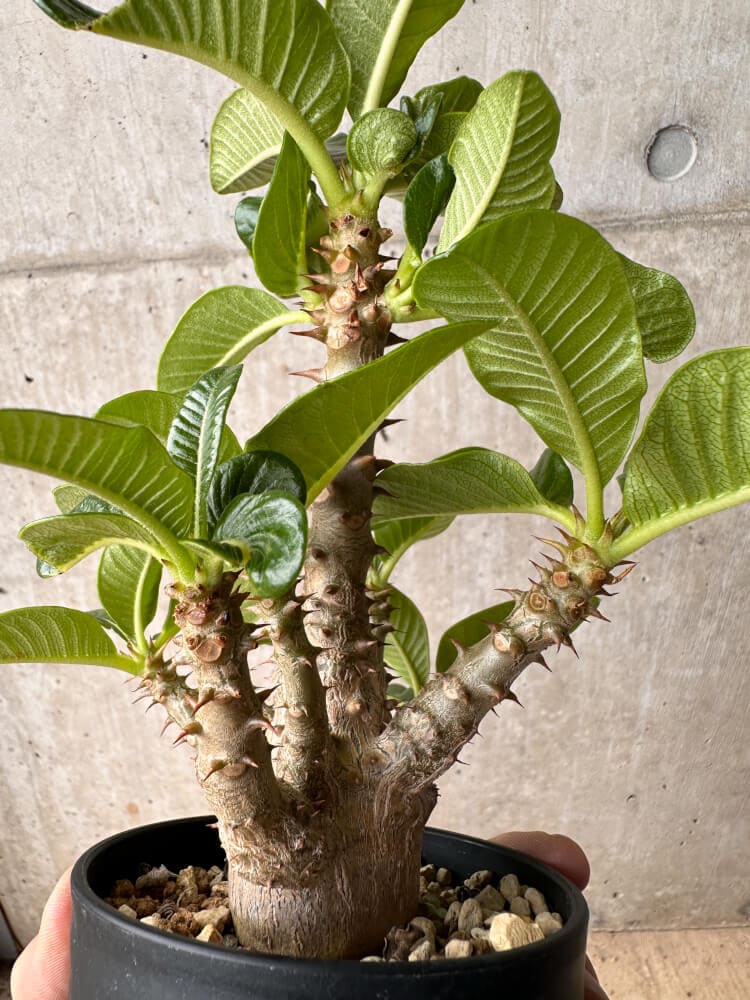 【現品限り】パキポディウム・ウィンゾリー 大株 実生【B78】 Pachypodium gracilius