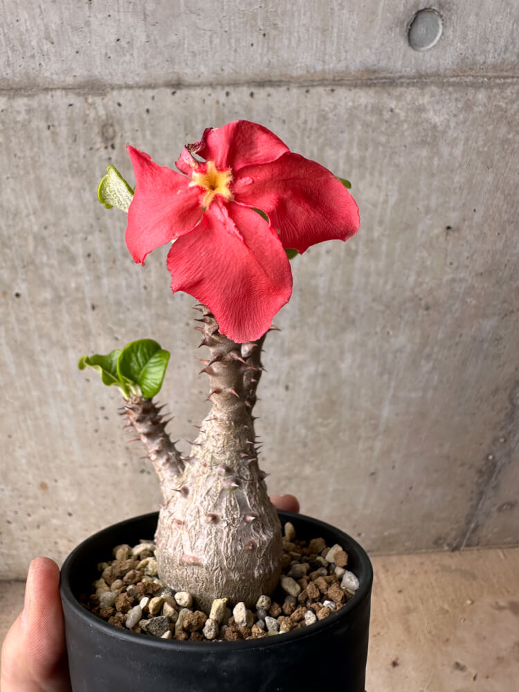【現品限り】パキポディウム・ウィンゾリー 大株 実生【B79】 Pachypodium gracilius