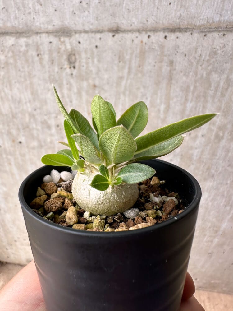 【現品限り】パキポディウム・エニグマチカム【B7】 Pachypodium enigmaticum