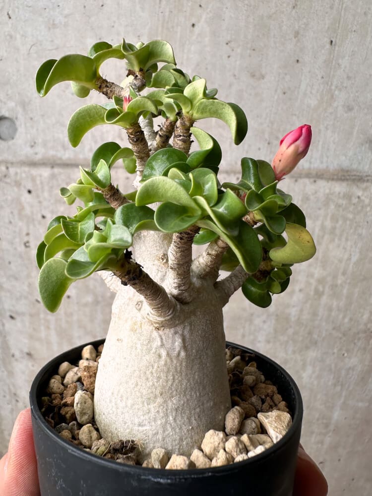 【現品限り】アデニウム・DHA 大株 葉巻【B82】 Adenium DHA