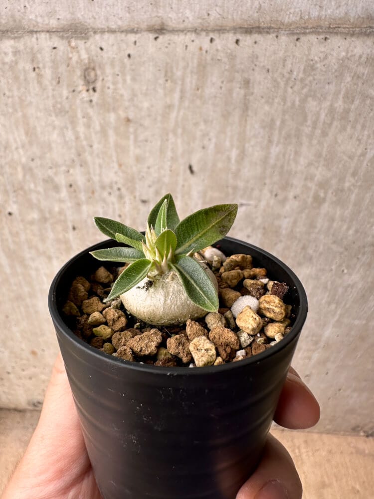 【現品限り】パキポディウム・エニグマチカム【B8】 Pachypodium enigmaticum