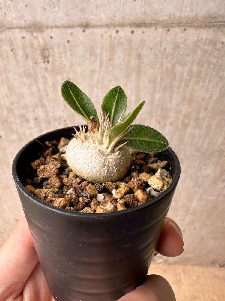 【現品限り】パキポディウム・エニグマチカム【B9】 Pachypodium enigmaticum