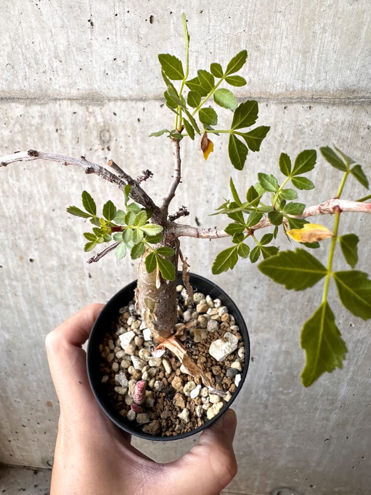 現品限り】ブルセラ・ファガロイデス 実生【C100】 Bursera fagaroides