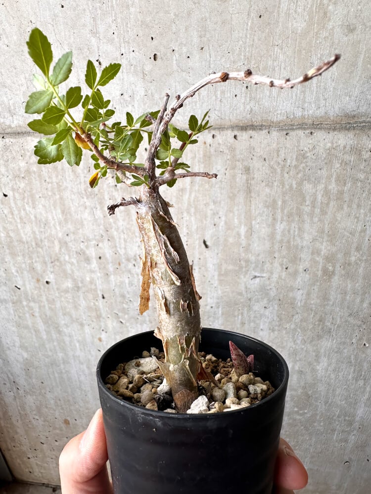 【現品限り】ブルセラ・ファガロイデス 実生【C100】 Bursera fagaroides