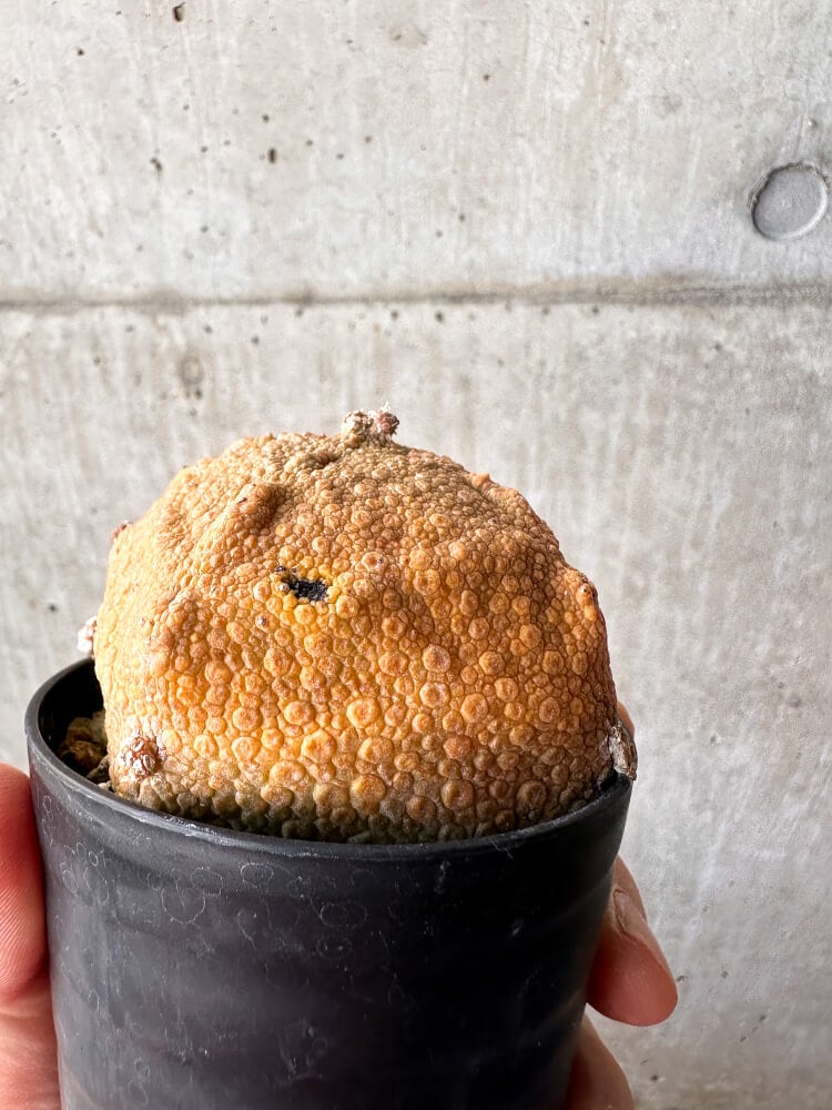 【現品限り】プセウドリトス・クビフォルメ【C103】 Pseudolithos cubiforme