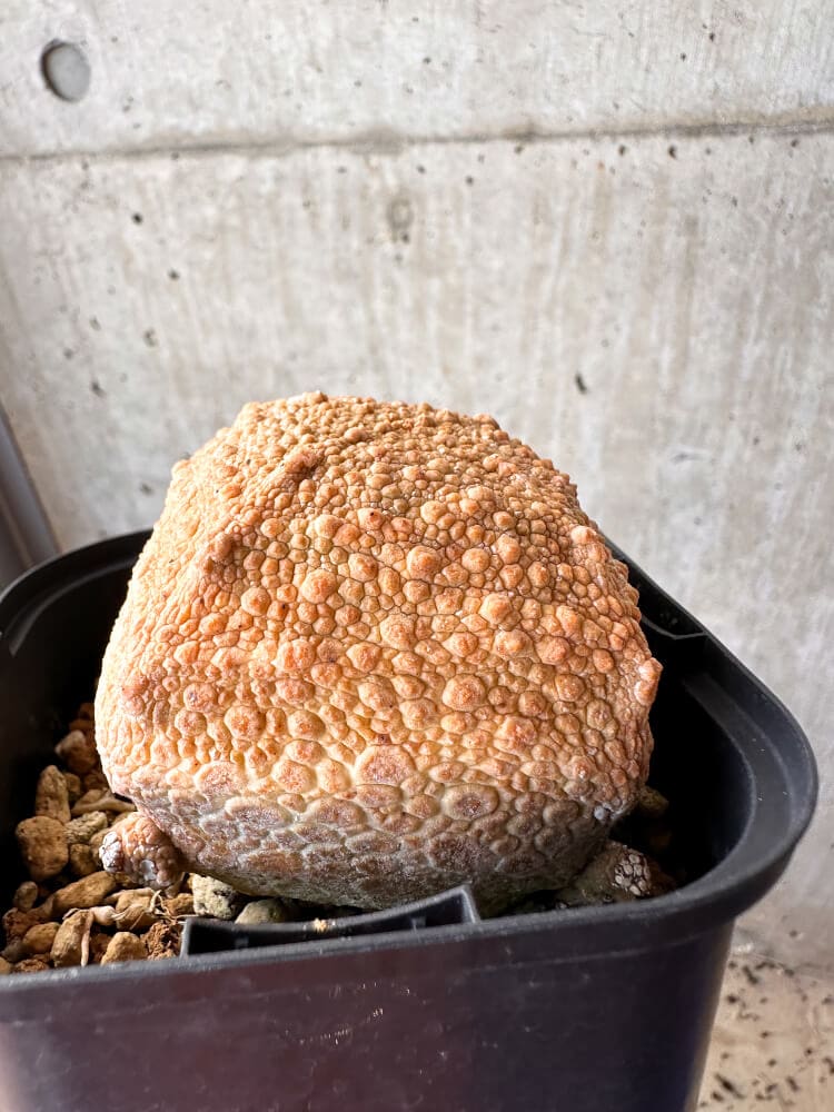 【現品限り】プセウドリトス・クビフォルメ【C104】 Pseudolithos cubiforme