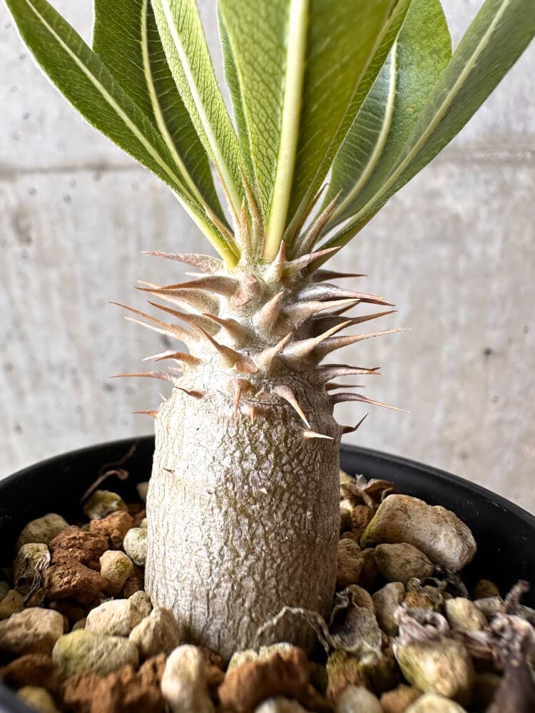 【現品限り】パキポディウム・ロスラーツム 実生【C12】 Pachypodium rosulatum