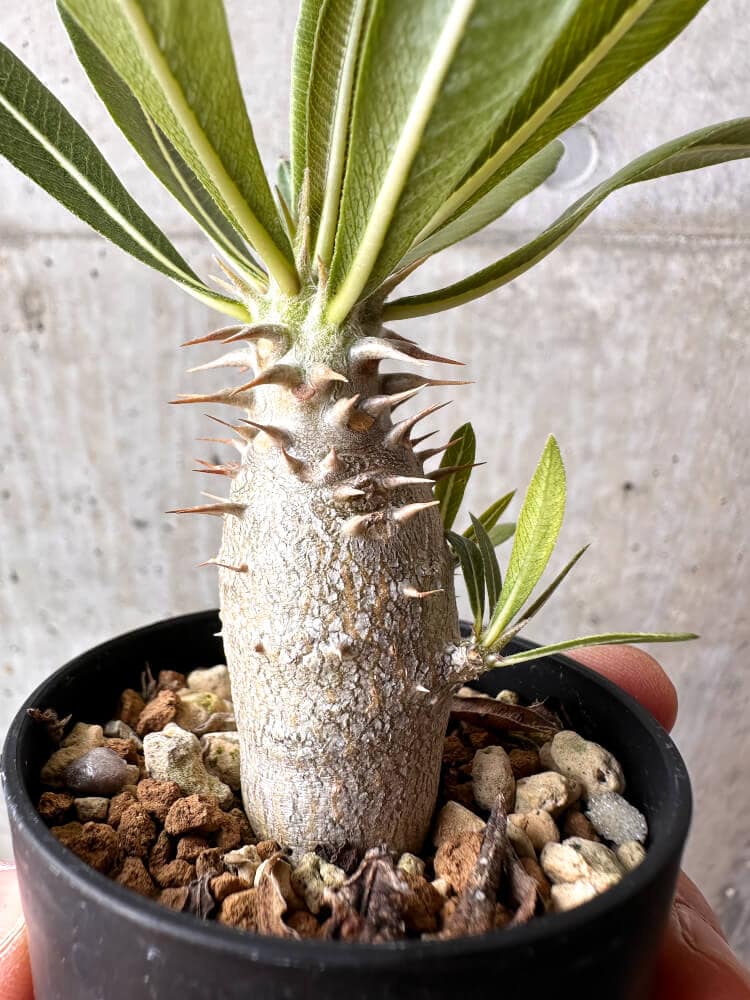 【現品限り】パキポディウム・ロスラーツム 実生【C13】 Pachypodium rosulatum
