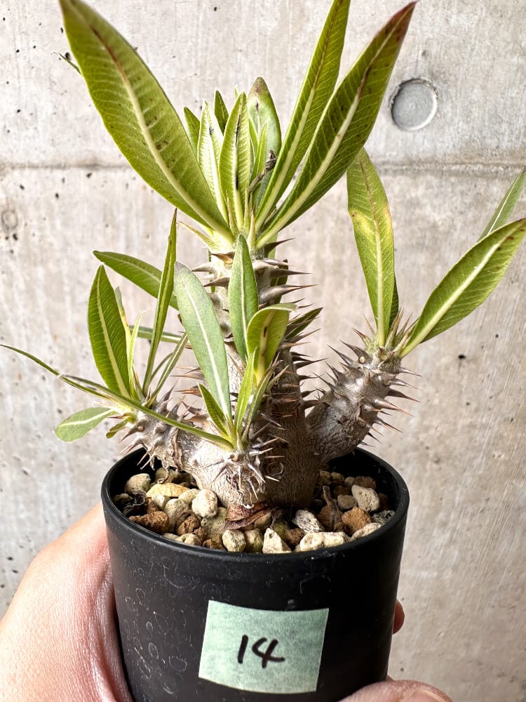 現品限り】パキポディウム・ロスラーツム 実生【C14】 Pachypodium
