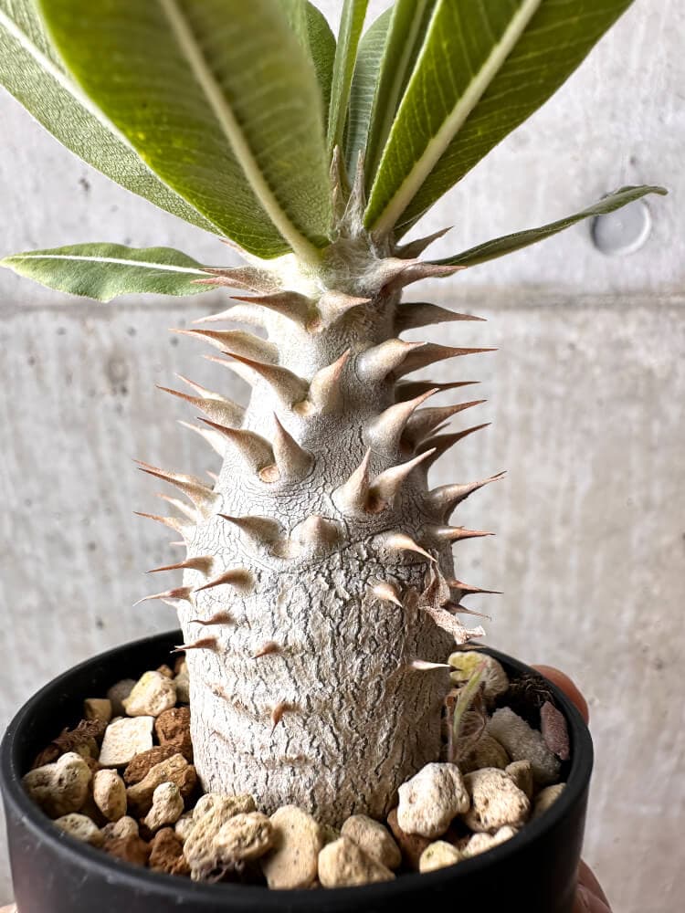 【現品限り】パキポディウム・ロスラーツム 実生【C15】 Pachypodium rosulatum
