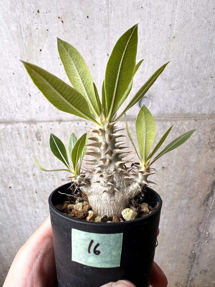 現品限り】パキポディウム・ロスラーツム 実生【C16】 Pachypodium