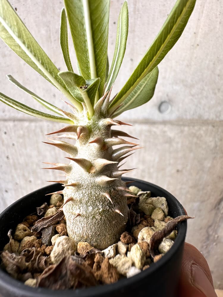 【現品限り】パキポディウム・ロスラーツム 実生【C17】 Pachypodium rosulatum