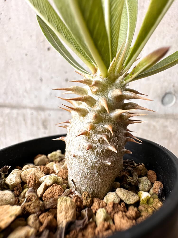 【現品限り】パキポディウム・ロスラーツム 実生【C18】 Pachypodium rosulatum