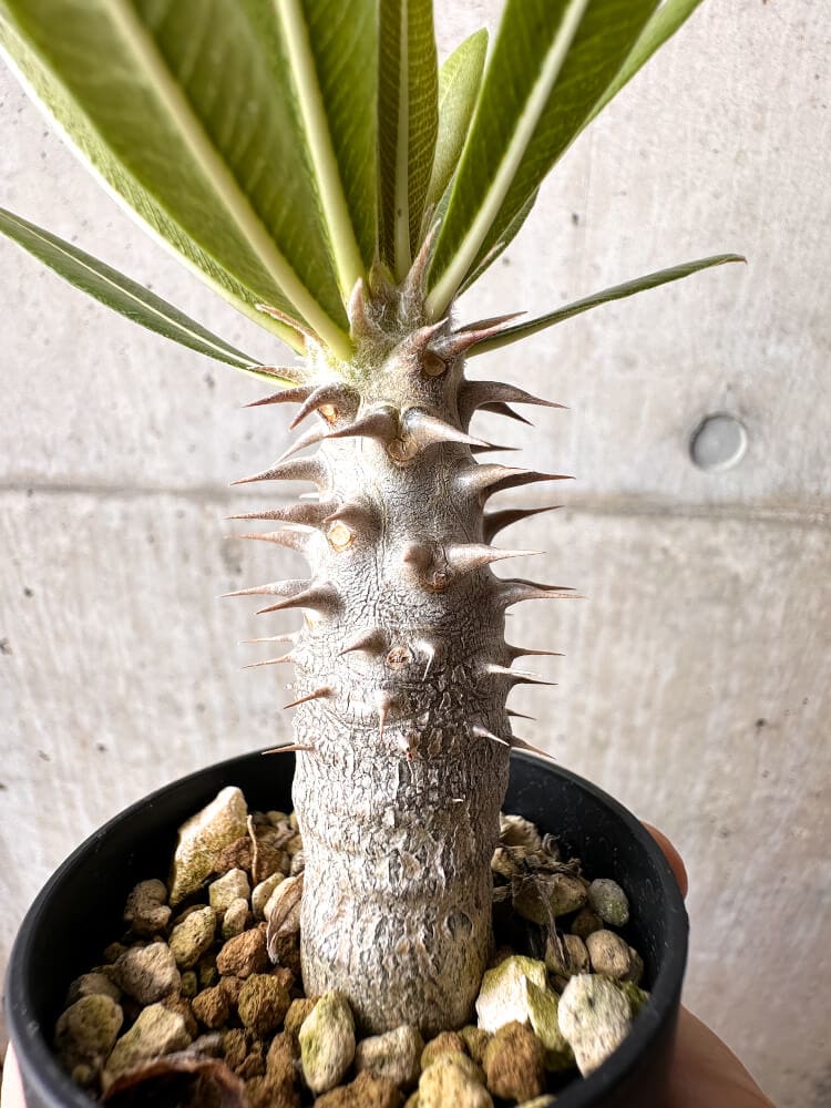 【現品限り】パキポディウム・ロスラーツム 実生【C19】 Pachypodium rosulatum