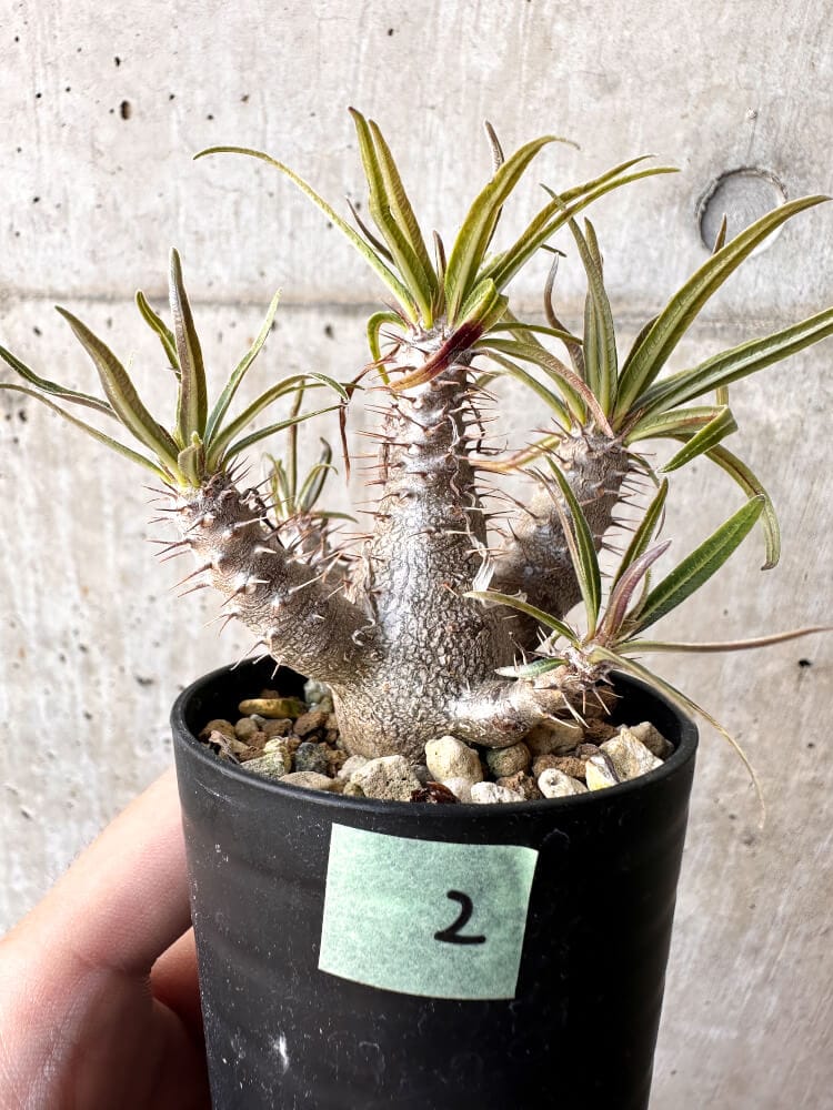 現品限り】パキポディウム・グラキリス 実生【C2】 Pachypodium
