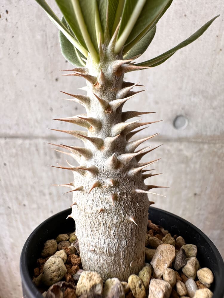 【現品限り】パキポディウム・ロスラーツム 実生【C20】 Pachypodium rosulatum