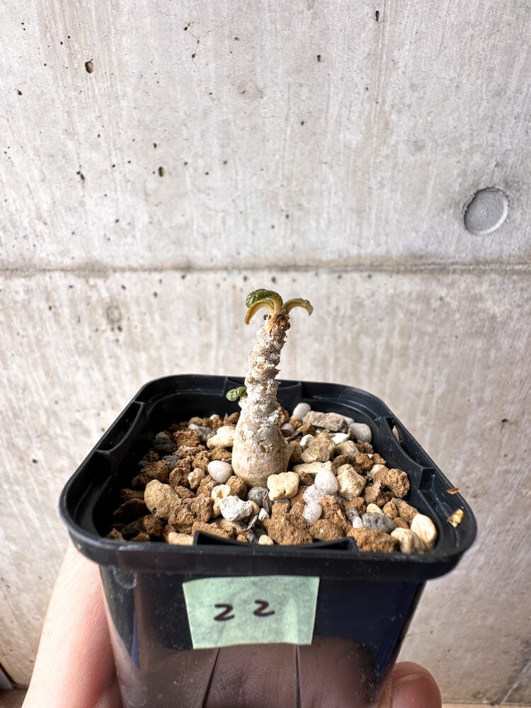 現品限り】ドルステニア・ギガス 実生【C22】 Dorstenia gigas 塊根
