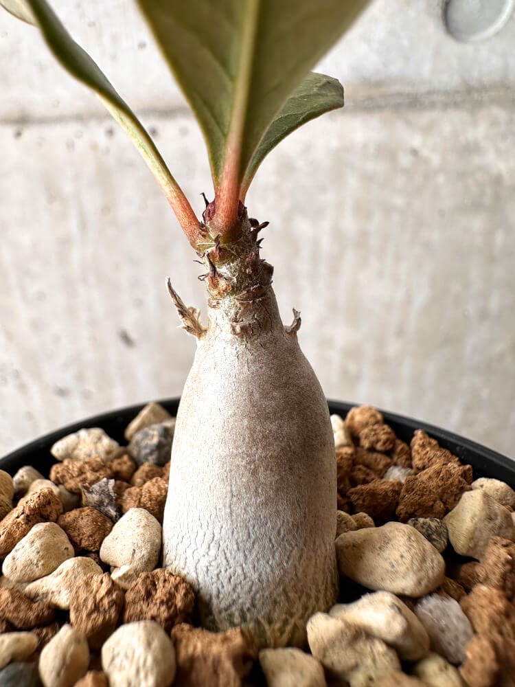 【現品限り】アデニウム・ソコトラナム 実生【C23】 Adenium socotranum