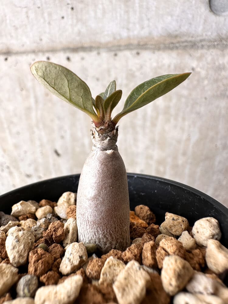 【現品限り】アデニウム・ソコトラナム 実生【C24】 Adenium socotranum