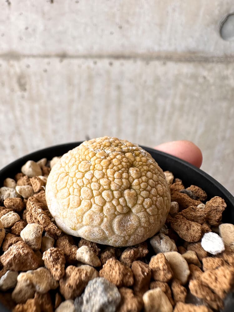 【現品限り】プセウドリトス・ミギウルティヌス【C34】 Pseudolithos migiurtinus