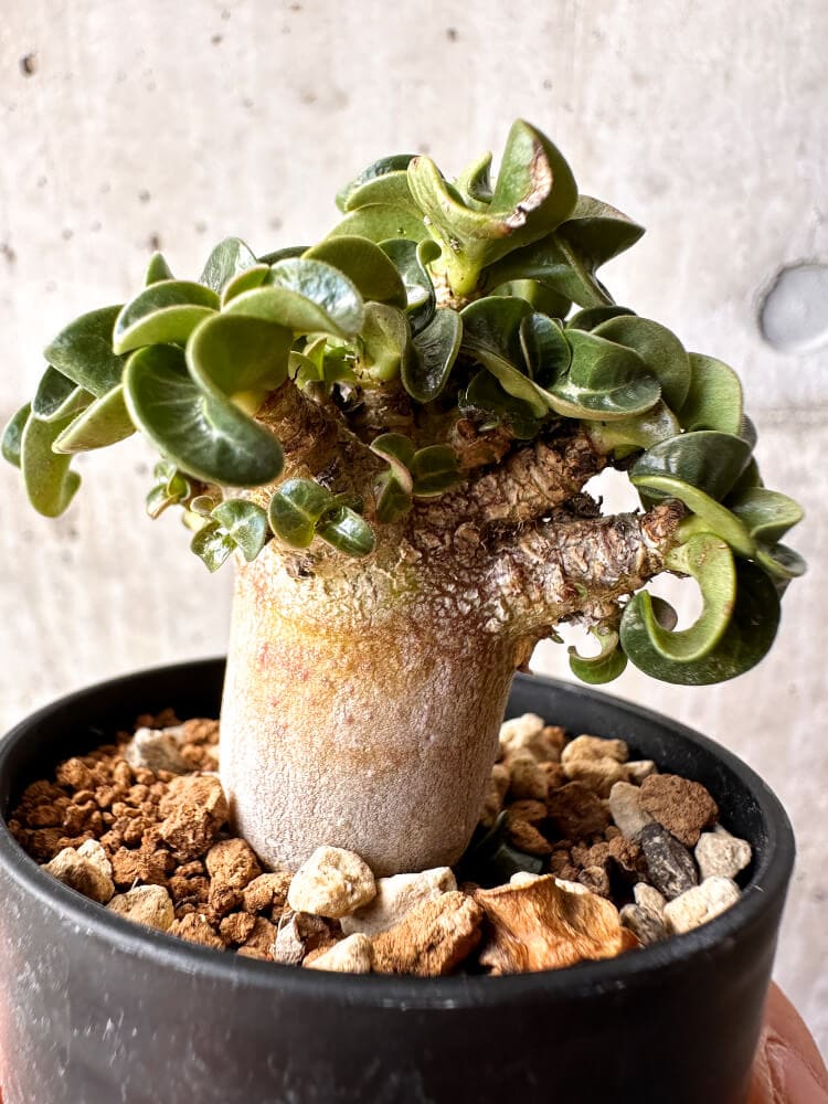 【現品限り】アデニウム・DHA 葉巻【C36】 Adenium DHA