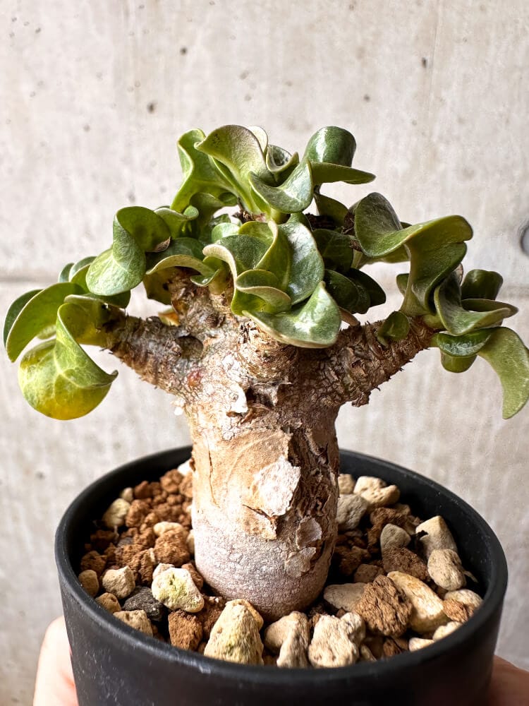 【現品限り】アデニウム・DHA 葉巻【C38】 Adenium DHA