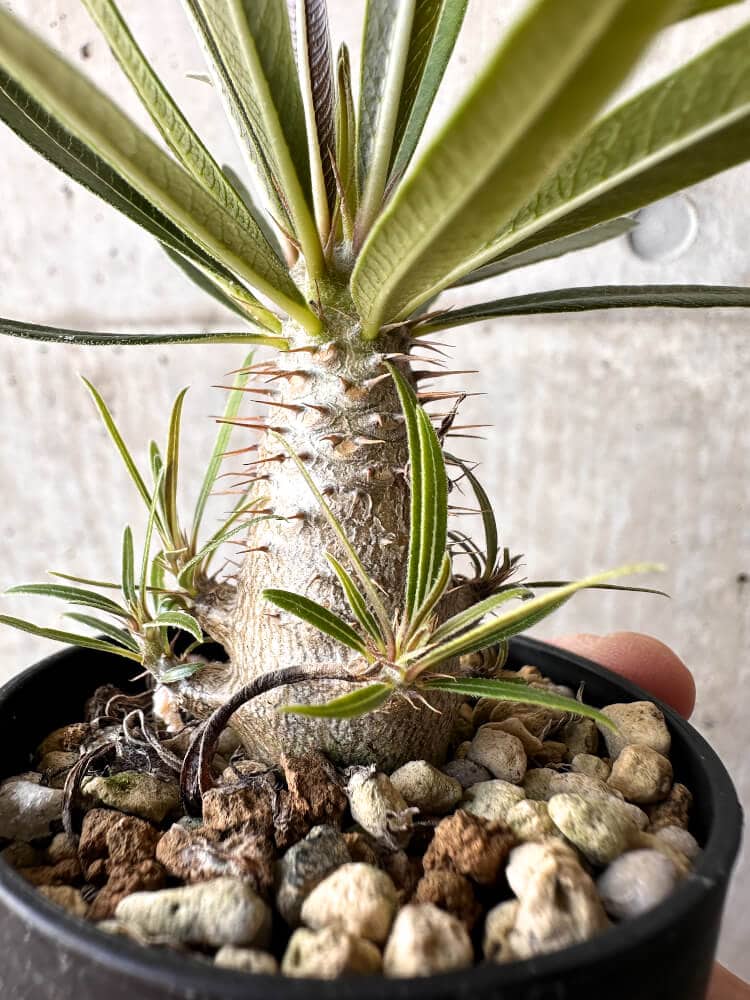 【現品限り】パキポディウム・グラキリス 実生【C3】 Pachypodium gracilius