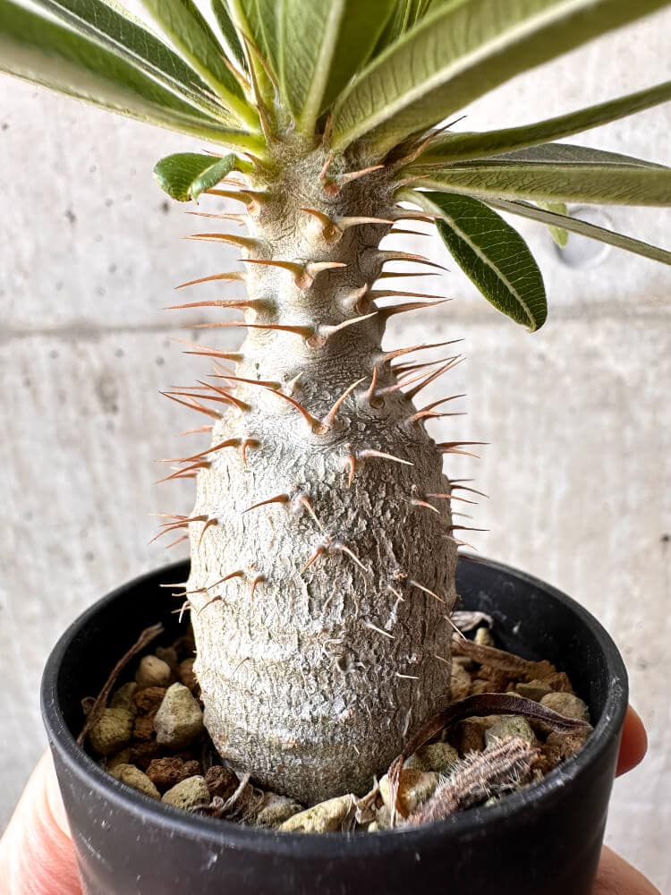 【現品限り】パキポディウム・グラキリス 実生【C4】 Pachypodium gracilius
