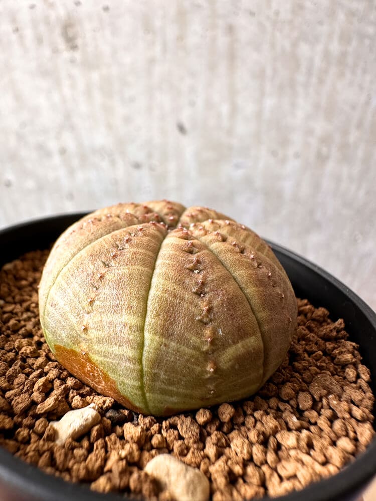 【現品限り】ユーフォルビア・オベサ【C57】 Euphorbia obesa