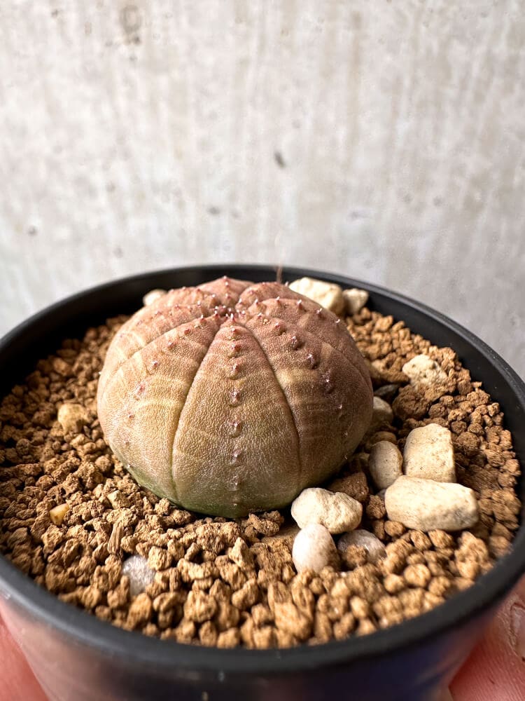 【現品限り】ユーフォルビア・オベサ【C58】 Euphorbia obesa