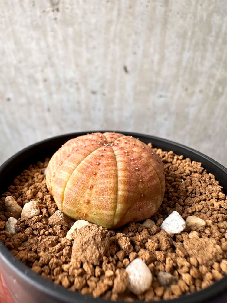 【現品限り】ユーフォルビア・オベサ【C59】 Euphorbia obesa