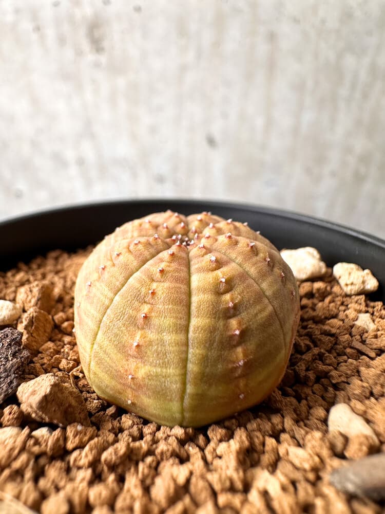 【現品限り】ユーフォルビア・オベサ【C61】 Euphorbia obesa