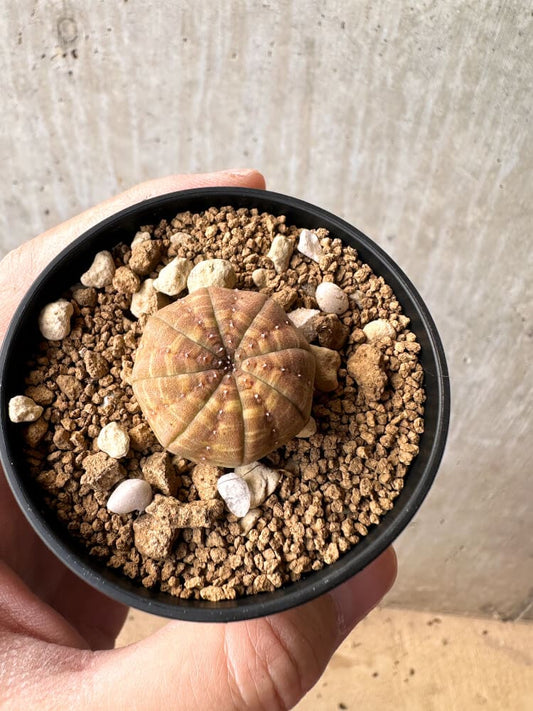 【現品限り】ユーフォルビア・オベサ【C62】 Euphorbia obesa