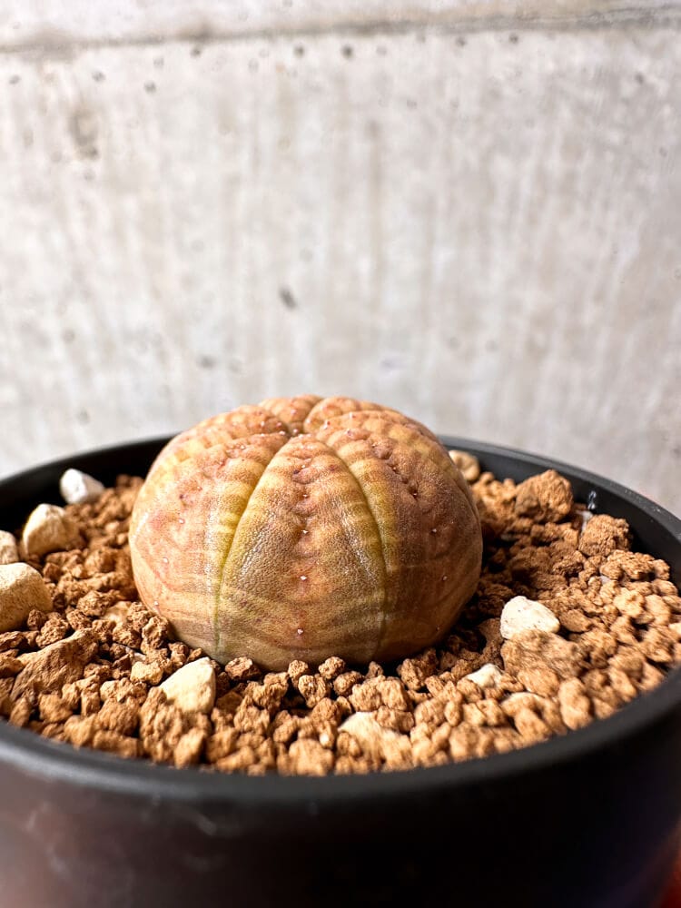 【現品限り】ユーフォルビア・オベサ【C64】 Euphorbia obesa