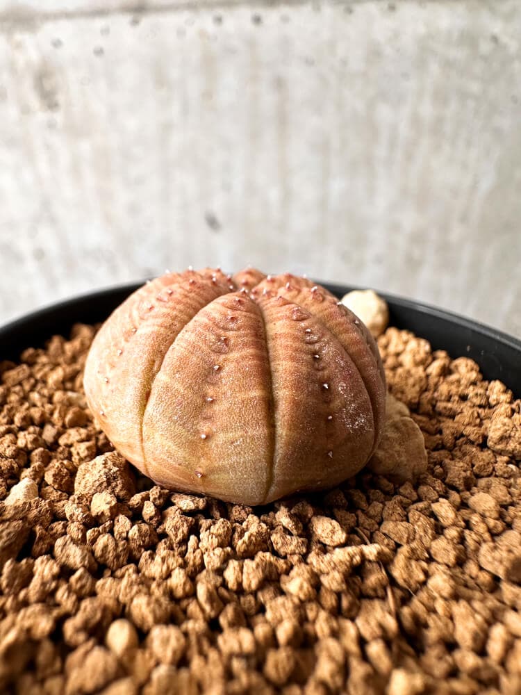 【現品限り】ユーフォルビア・オベサ【C65】 Euphorbia obesa