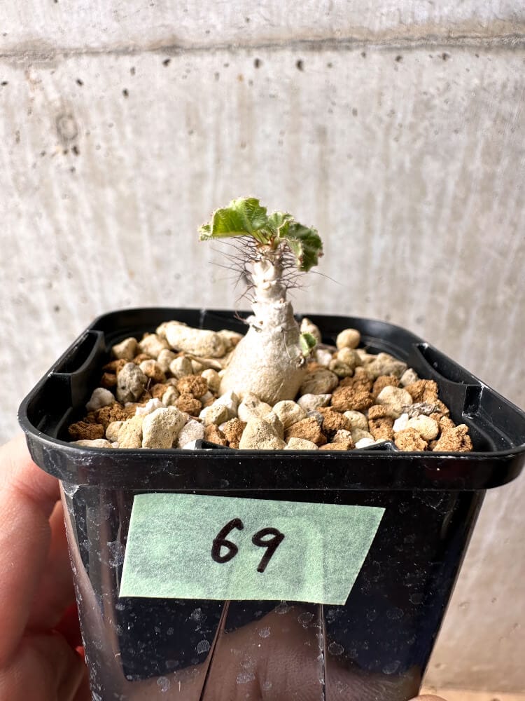 現品限り】ヤトロファ・マルギナータ【C69】 Jatropha marginata 塊根