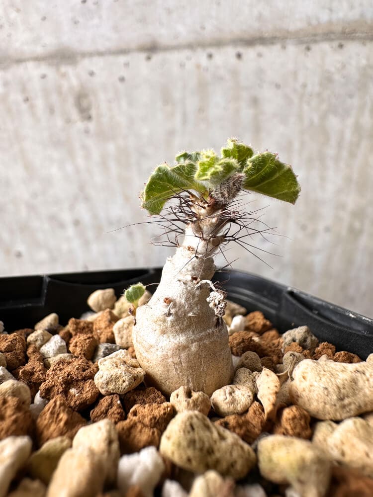 【現品限り】ヤトロファ・マルギナータ【C69】 Jatropha marginata