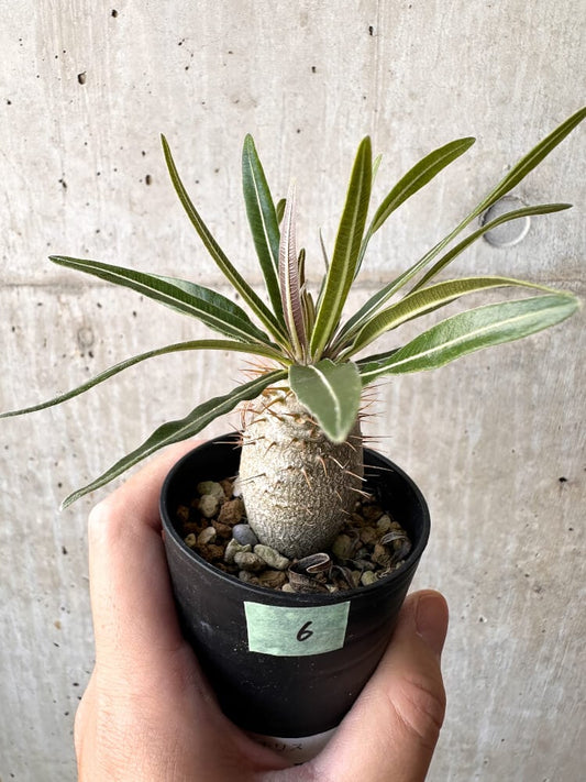 【現品限り】パキポディウム・グラキリス 実生【C6】 Pachypodium gracilius