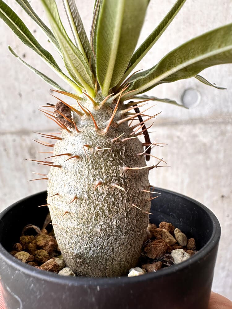 【現品限り】パキポディウム・グラキリス 実生【C6】 Pachypodium gracilius