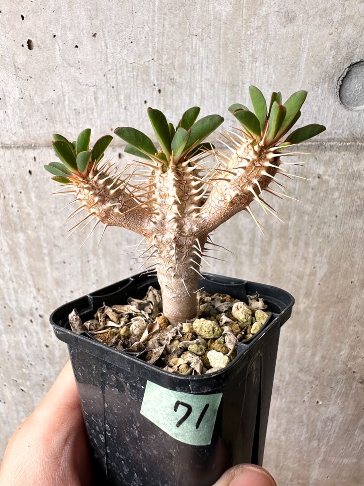 現品限り】ユーフォルビア・ギラウミニアナ【C71】 Euphorbia