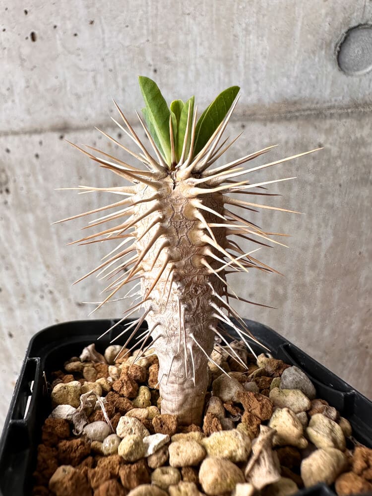 【現品限り】ユーフォルビア・ギラウミニアナ【C72】 Euphorbia guillauminiana