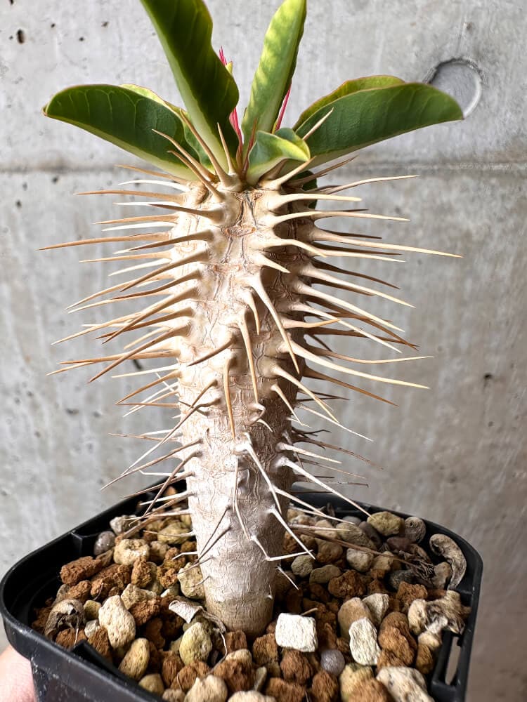 【現品限り】ユーフォルビア・ギラウミニアナ【C73】 Euphorbia guillauminiana
