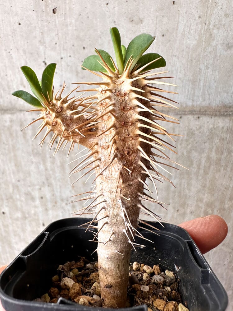 【現品限り】ユーフォルビア・ギラウミニアナ【C74】 Euphorbia guillauminiana