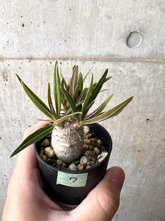 【現品限り】パキポディウム・グラキリス 実生【C7】 Pachypodium gracilius