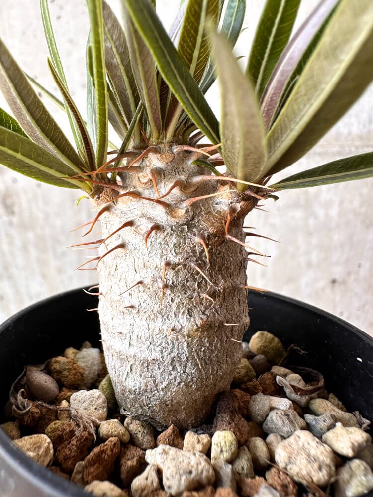【現品限り】パキポディウム・グラキリス 実生【C7】 Pachypodium gracilius