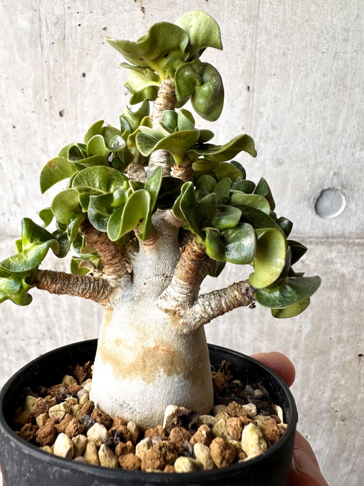 【現品限り】アデニウム・DHA 大株 葉巻【C85】 Adenium DHA