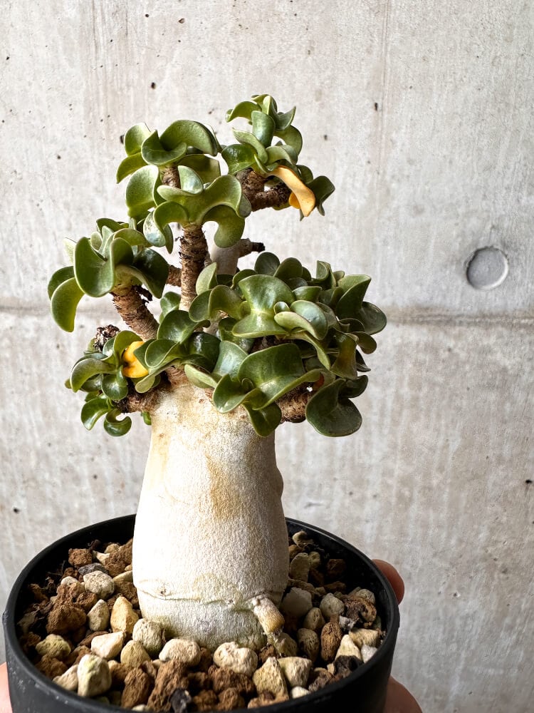 【現品限り】アデニウム・DHA 大株 葉巻【C86】 Adenium DHA